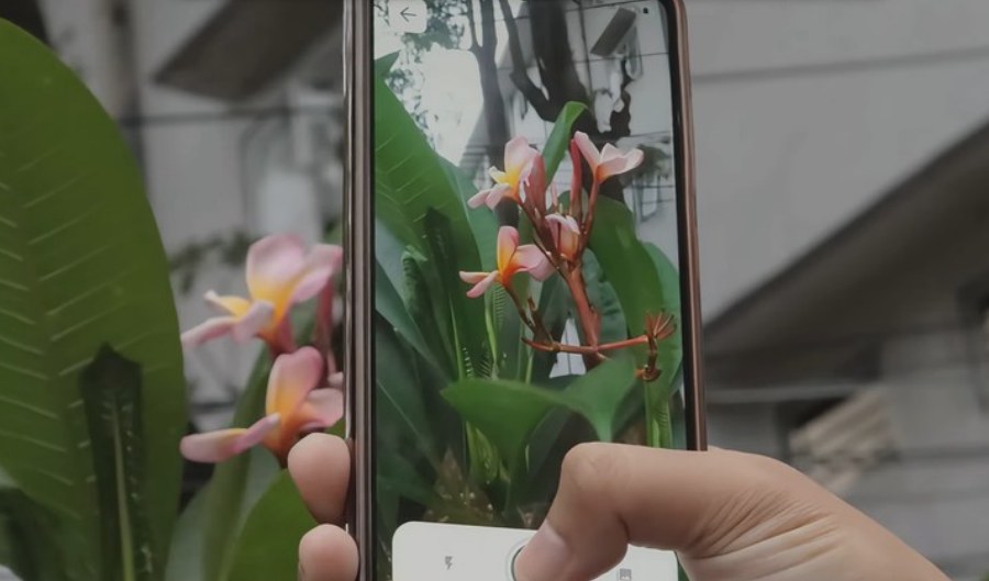PANDAI camera being used to photograph a real plant